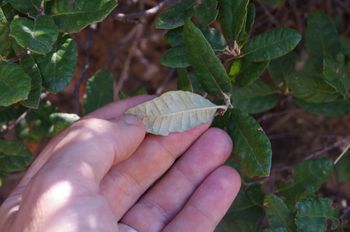 Image of Quercus intricata by (c) Eric Knight, some rights reserved (CC BY)