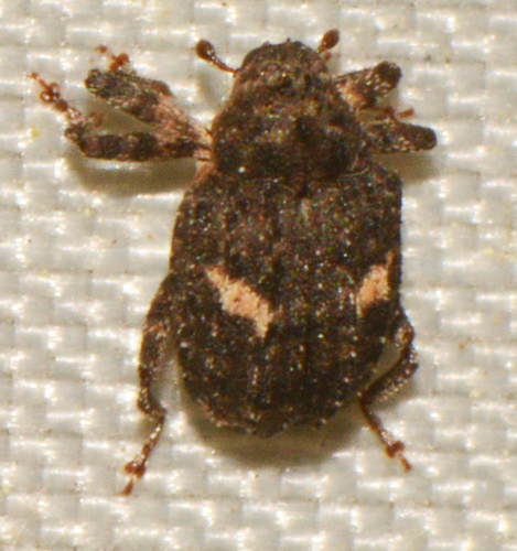 Twice-marked Hidden Snout Weevil