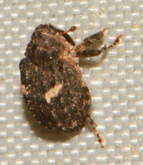 Eubulus bisignatus