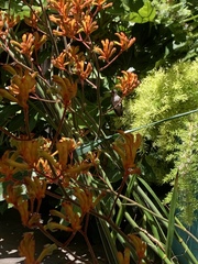Calypte anna