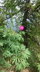 Paeonia officinalis