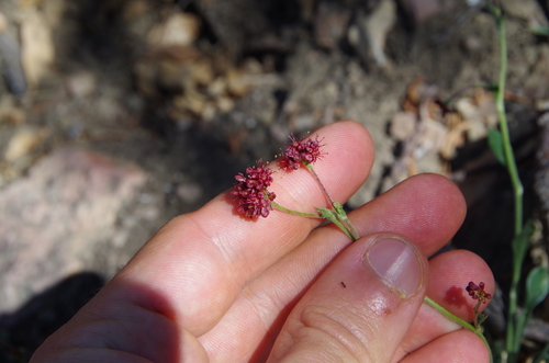 Eriogonum hemipterum, photograph 5