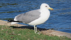 Larus californicus
