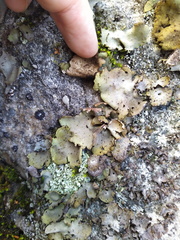Umbilicaria hirsuta