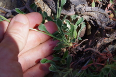 Eriogonum hemipterum, photograph (c) Eric Knight, some rights reserved (CC BY)