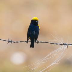 Euphonia luteicapilla