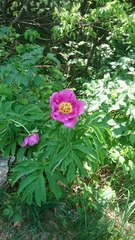 Paeonia officinalis