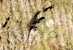 Anolis