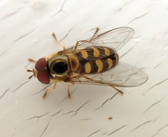Lapposyrphus lapponicus