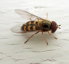 Lapposyrphus lapponicus