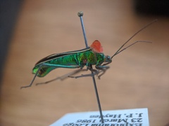 Sundarus