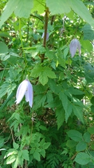 Clematis alpina