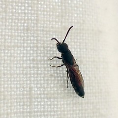 Sapygina decemguttata