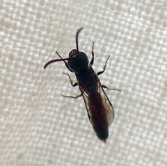 Sapygina decemguttata