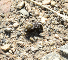 Microdon manitobensis