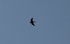 Psittacara chloropterus