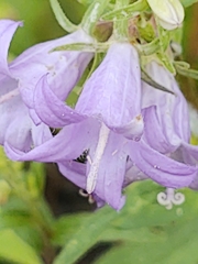 Campanula trachelium