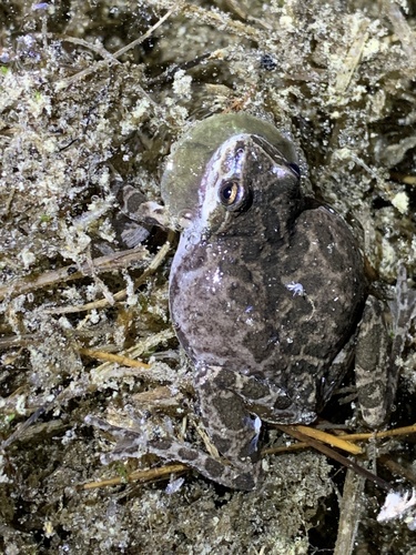 iNaturalist observation photo of Pacific chorus frog