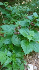 Lamium orvala