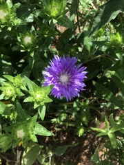 Stokesia