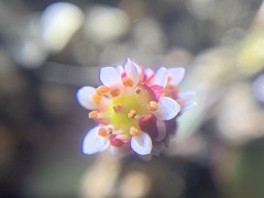 Micranthes aprica
