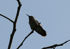 Mellisuga minima