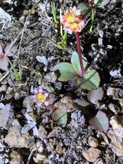 Micranthes aprica