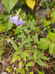Campanula trachelium