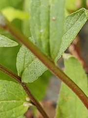 Campanula trachelium