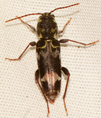 Xylotrechus colonus