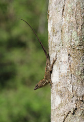 Anolis cybotes