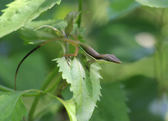 Anolis hendersoni