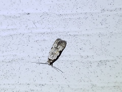 Taygete attributella