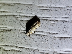 Taygete attributella