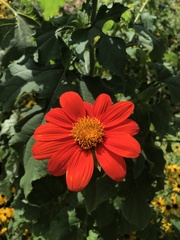 Tithonia rotundifolia