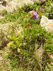 Primula glutinosa