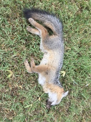 Urocyon cinereoargenteus