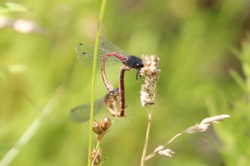 Western Red Damsel photo 6