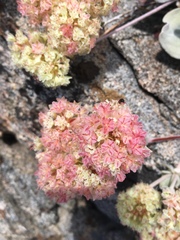 Eriogonum lobbii