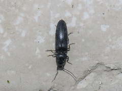 Hemicrepidius hirtus