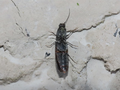 Hemicrepidius hirtus