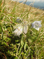 Campanula alpina