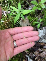 Carex trisperma