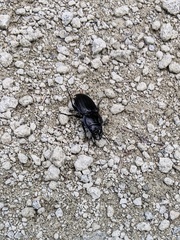 Pasimachus marginatus