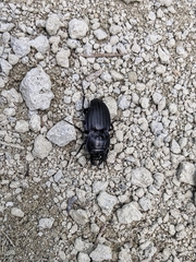 Pasimachus marginatus