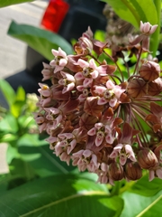 Asclepias syriaca