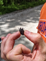 Pasimachus marginatus