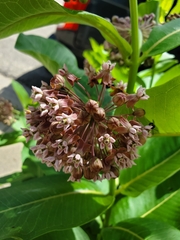 Asclepias syriaca