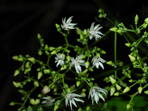 Byttneria catalpifolia