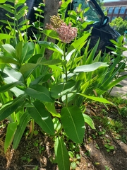 Asclepias syriaca